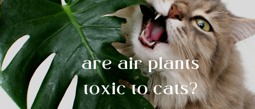 Air Plants 101: Are They Safe for Your Furry Friends?