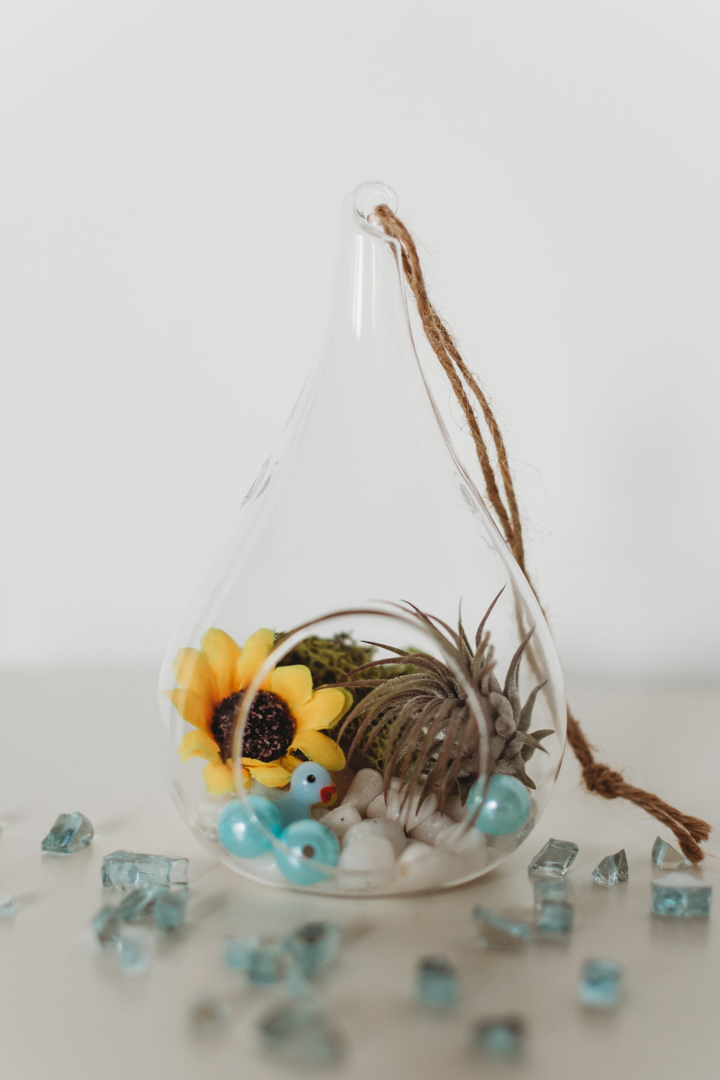 DIY Gender Reveal Air Plant Terrarium Kit: Build Your Own Baby Shower Decor