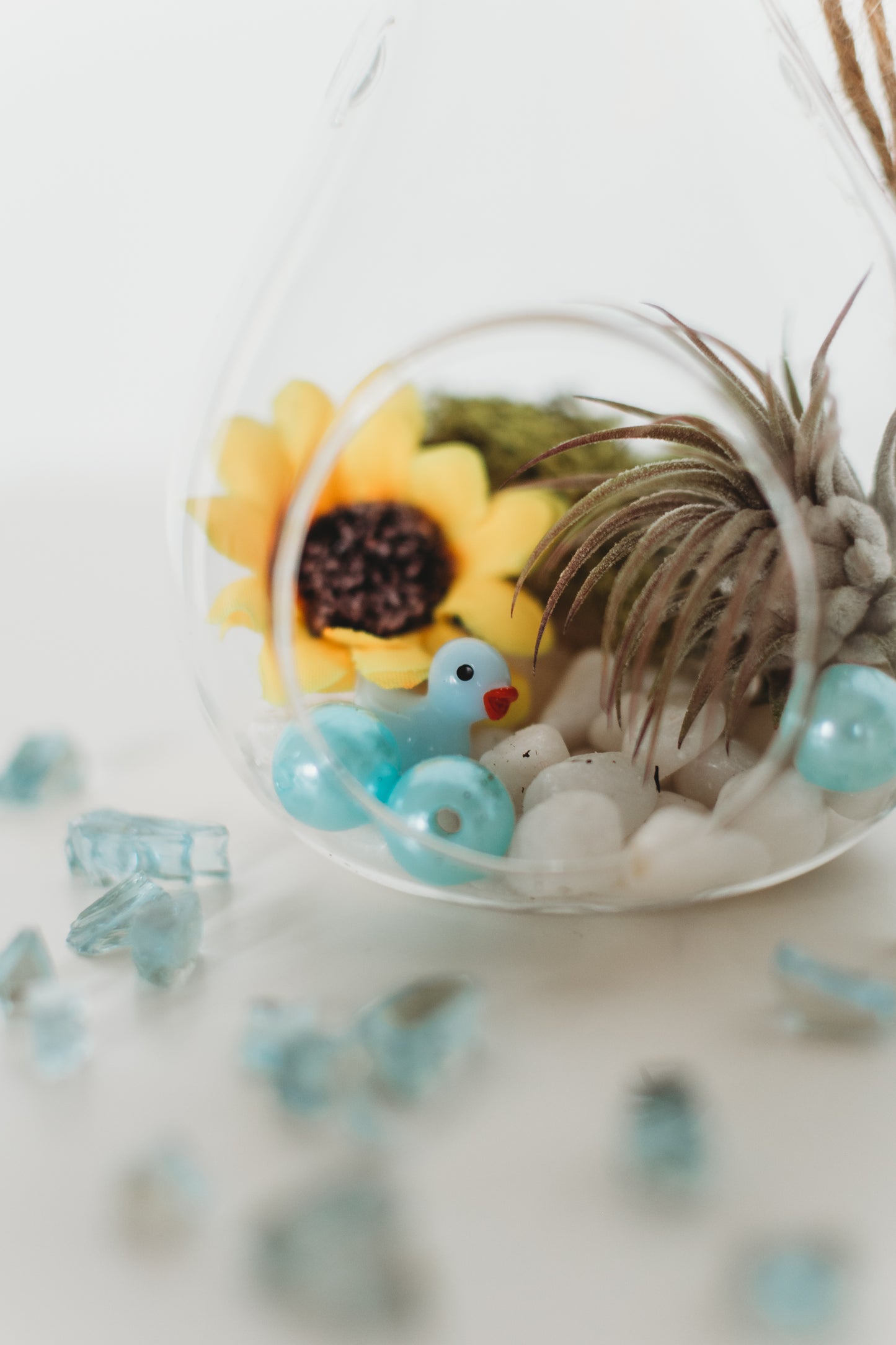 DIY Gender Reveal Air Plant Terrarium Kit: Build Your Own Baby Shower Decor