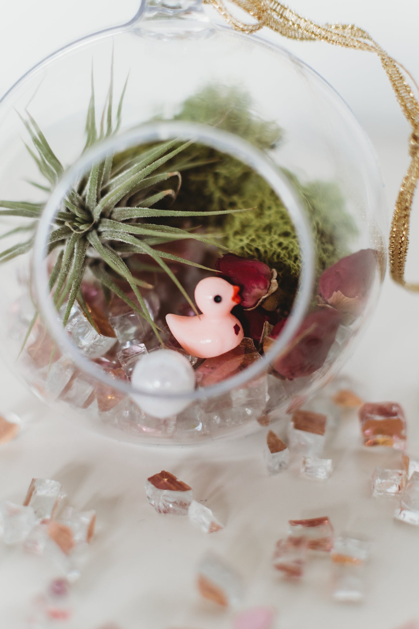 DIY Gender Reveal Air Plant Terrarium Kit: Build Your Own Baby Shower Decor