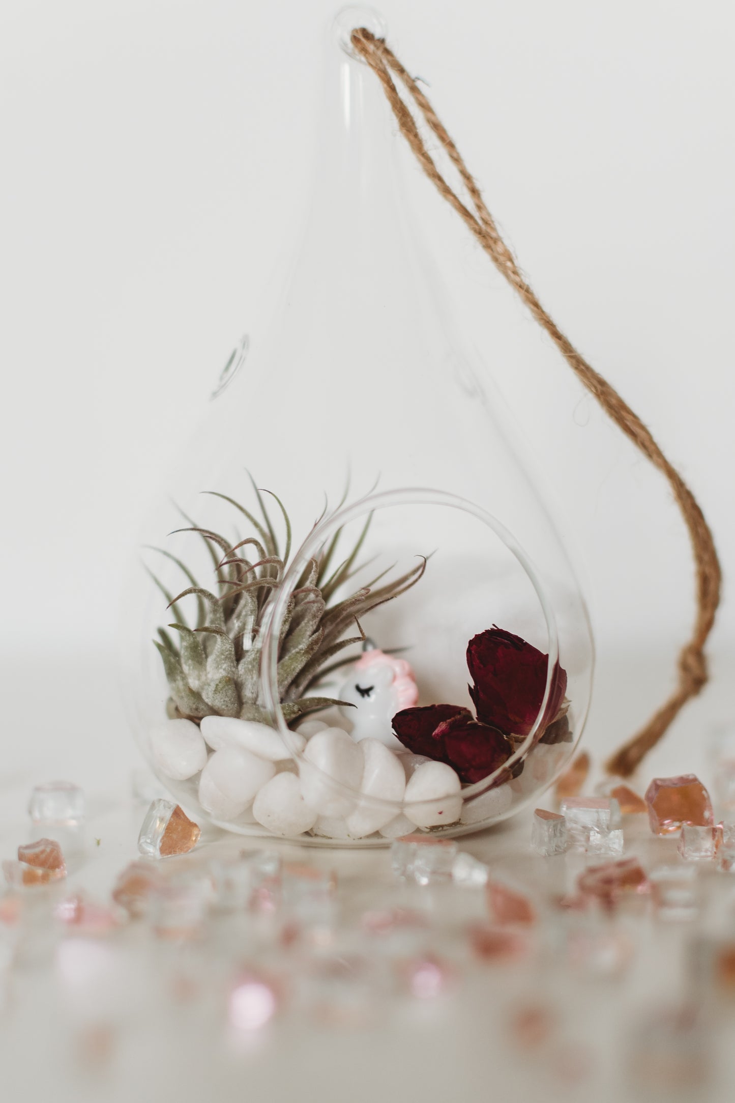 DIY Gender Reveal Air Plant Terrarium Kit: Build Your Own Baby Shower Decor