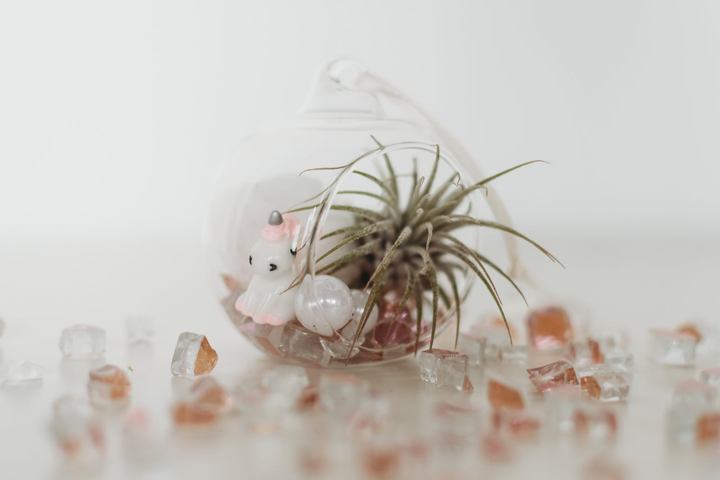 DIY Gender Reveal Air Plant Terrarium Kit: Build Your Own Baby Shower Decor