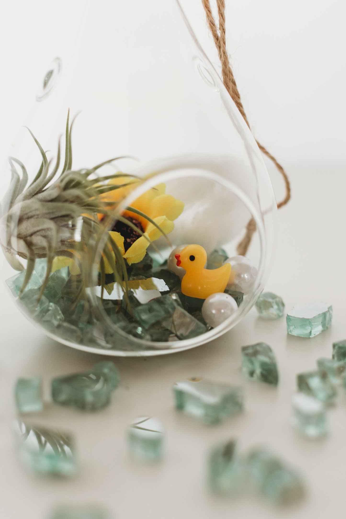 DIY Gender Reveal Air Plant Terrarium Kit: Build Your Own Baby Shower Decor
