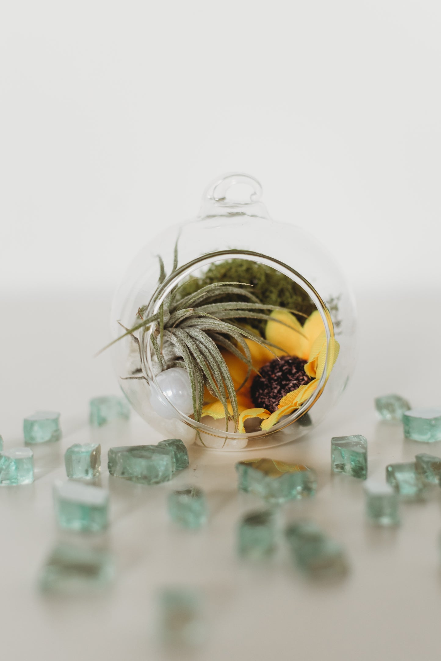 DIY Gender Reveal Air Plant Terrarium Kit: Build Your Own Baby Shower Decor