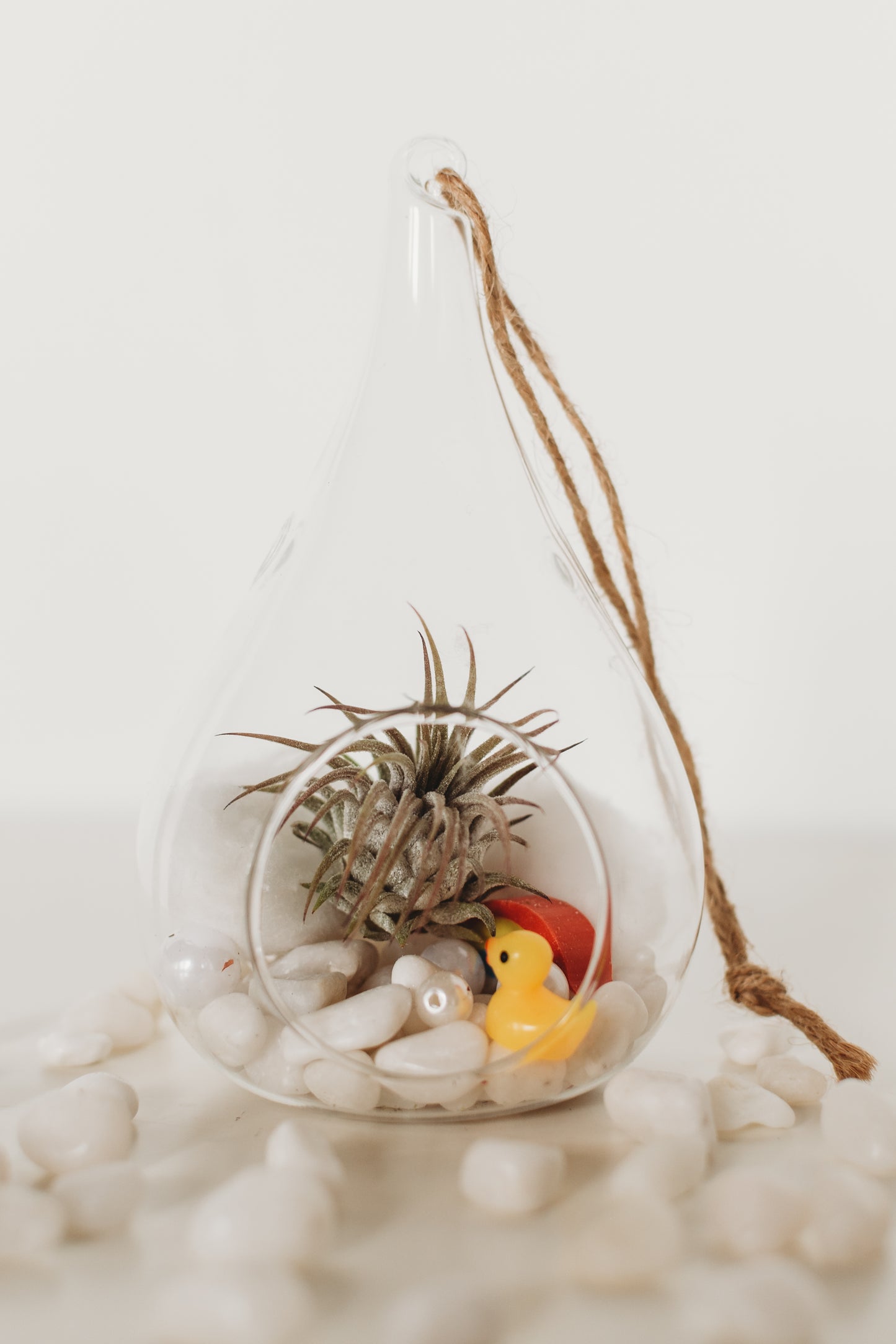 DIY Gender Reveal Air Plant Terrarium Kit: Build Your Own Baby Shower Decor