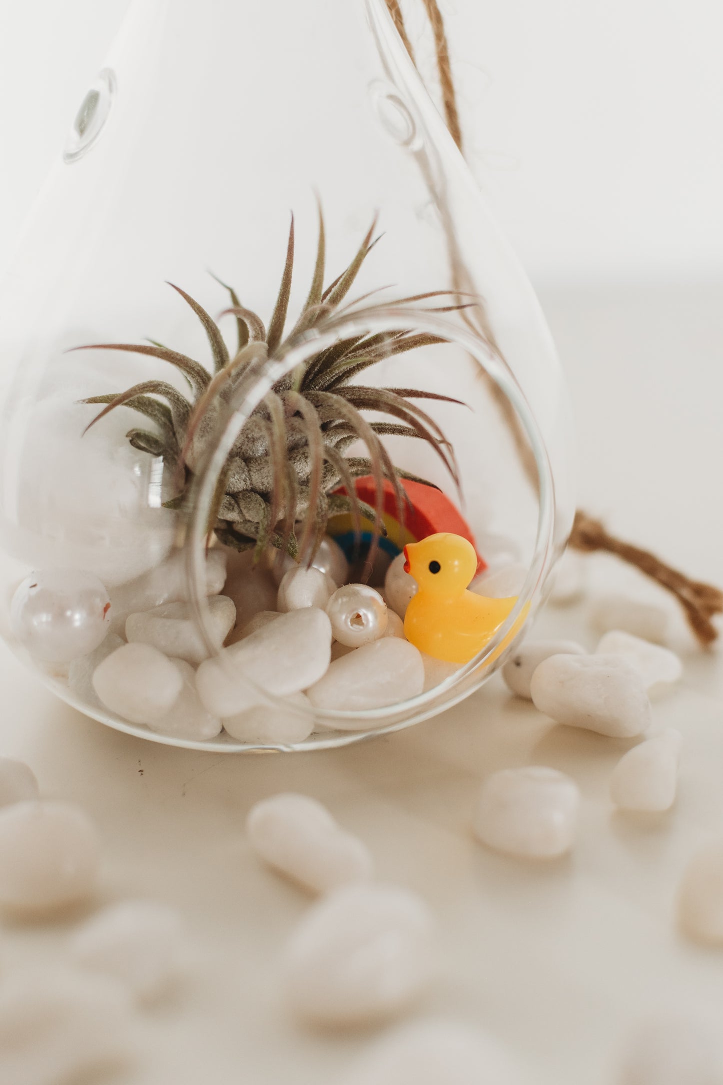 DIY Gender Reveal Air Plant Terrarium Kit: Build Your Own Baby Shower Decor