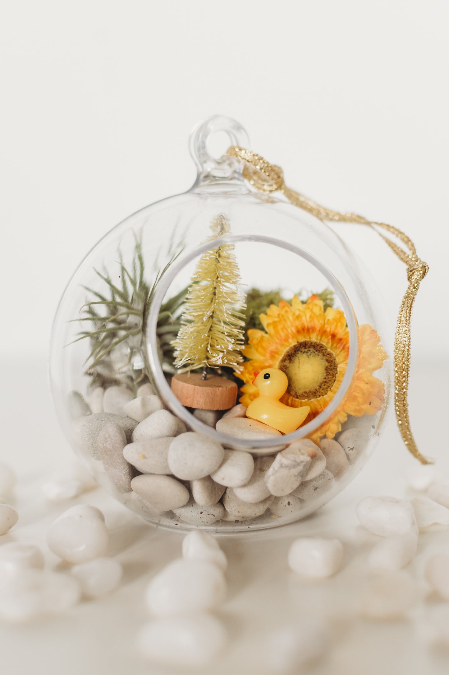 DIY Gender Reveal Air Plant Terrarium Kit: Build Your Own Baby Shower Decor