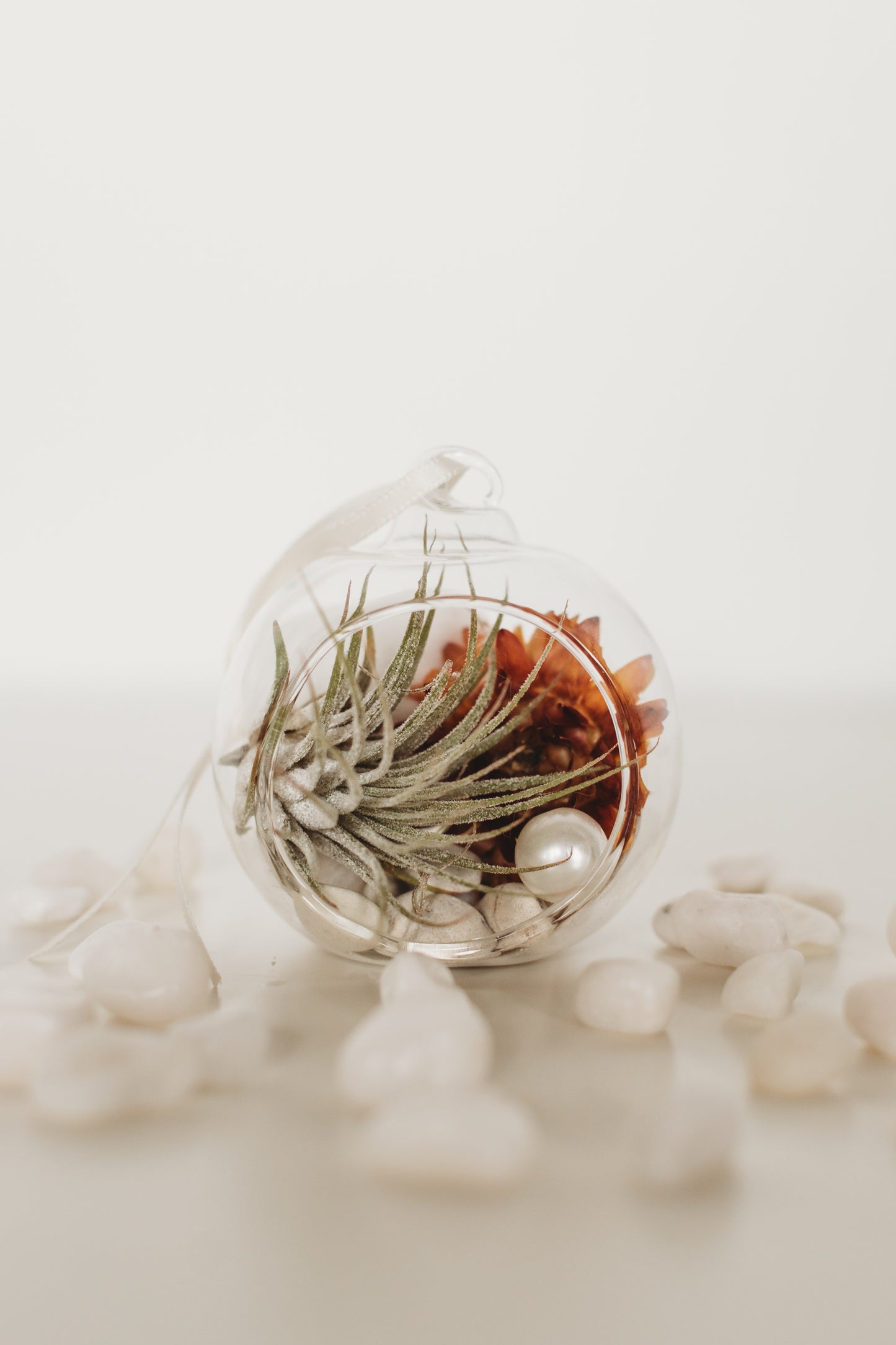 DIY Gender Reveal Air Plant Terrarium Kit: Build Your Own Baby Shower Decor