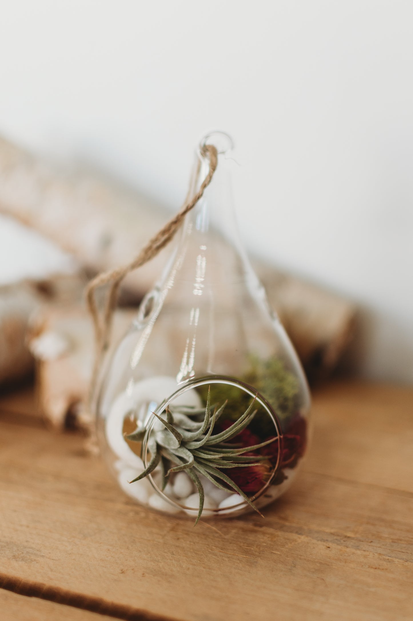 DIY Air Plant Terrarium Kit: Build Your Own Glass Teardrop Decor