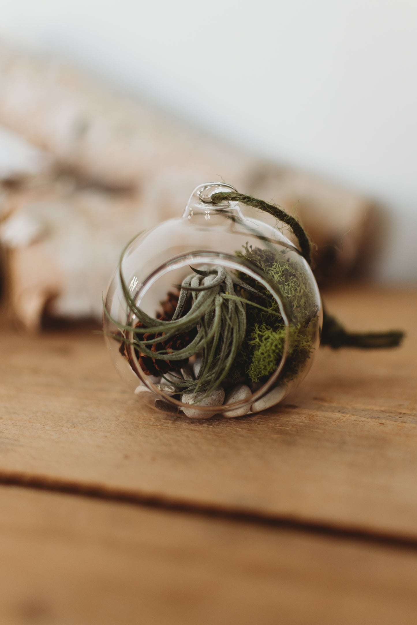 DIY Mini Air Plant Terrarium Kit: Build Your Own Mini Glass Ornament Decor