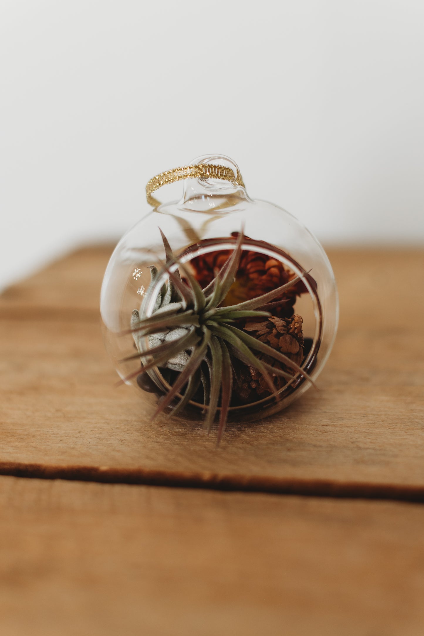 DIY Mini Air Plant Terrarium Kit: Build Your Own Mini Glass Ornament Decor