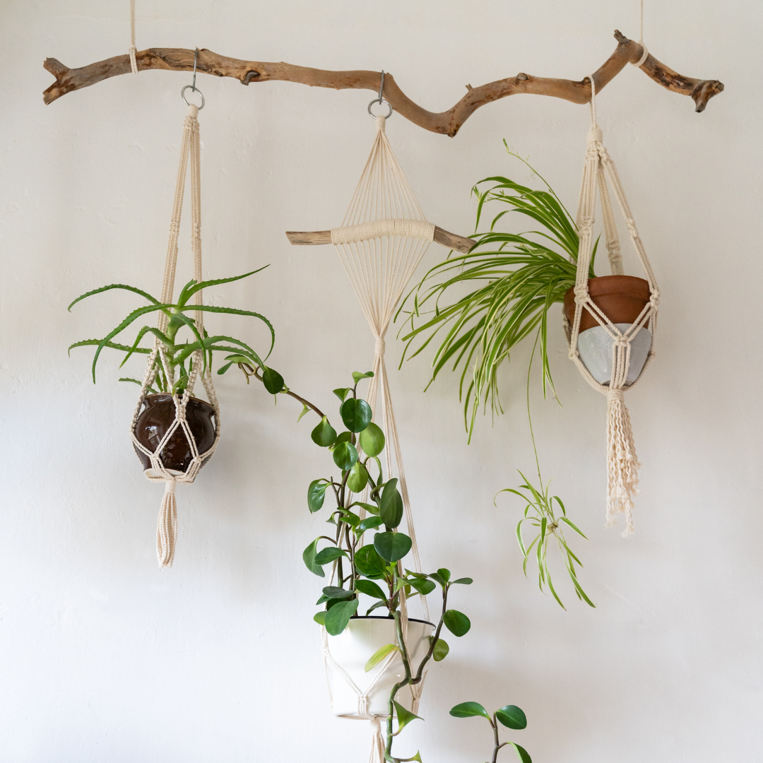 Where to Hang Air Plants? 5+ Creative and Fun Places to Hang Your Air Plant Decor in Your House or Office Space