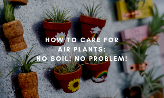 How to Care for Air Plants: No Soil! No Problem!