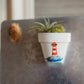 Lake Life Hand-Painted Mini Pot Magnets | Mini Air Plant Magnets | Sailboat Refrigerator Magnets