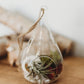 Teardrop Build Your Own Terrarium Kit | Do It Yourself Air Plant Glass Teardrop Terrarium | Customizable Plant Decor