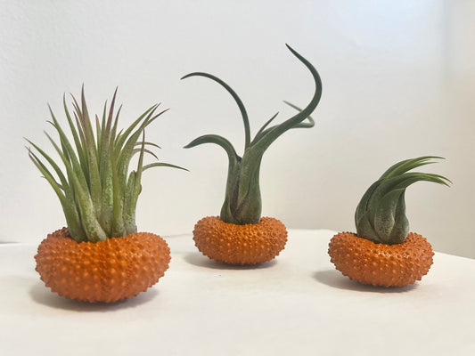 Mini Urchin Pumpkins | Small Air Plant Pumpkin | Fall Urchin Decor