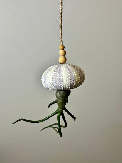 Hanging Urchin Shell with Air Plant | Jellyfish Air Plant | Floating Octopus