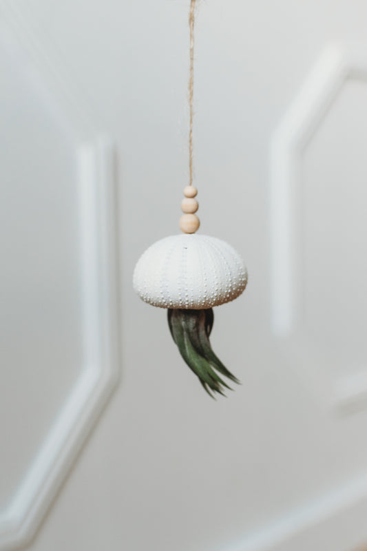Hanging Urchin Shell with Air Plant | Jellyfish Air Plant | Floating Octopus