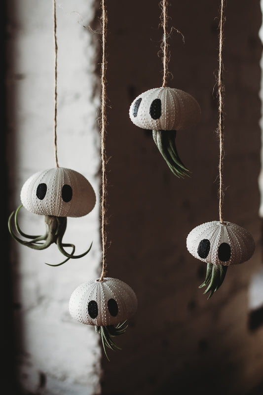 Urchin Ghost with Air Plant | Hanging Urchin Shell with Air Plant | Jellyfish Ghost Decor