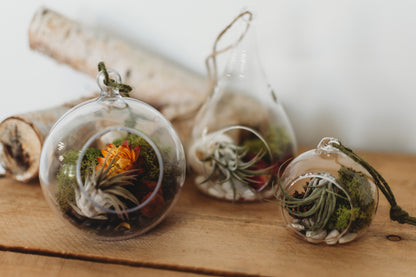air plant terrarium supplies DIY Flora & Fauna Air Plant Terrarium Kit: Build Your Own Home Decor – The Market Made